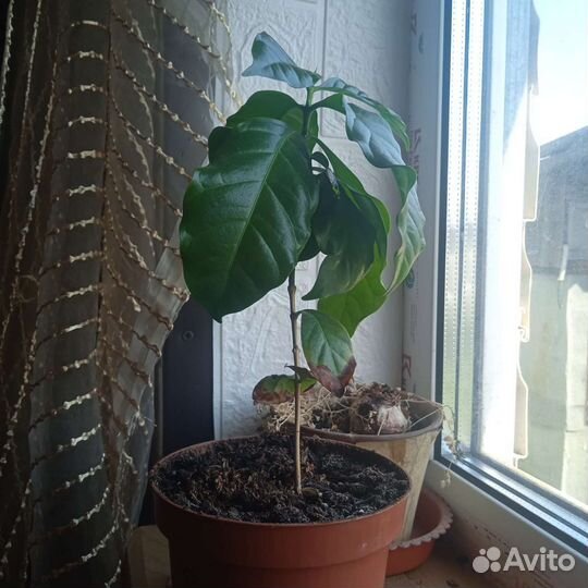 Кофейное дерево