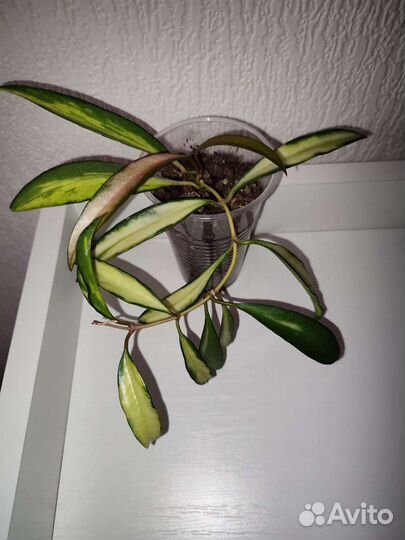 Хойя вайети триколор