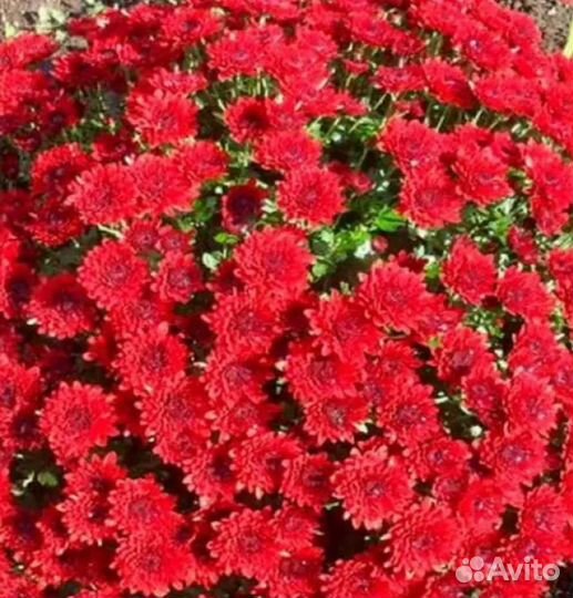 Хризантема мультифлора