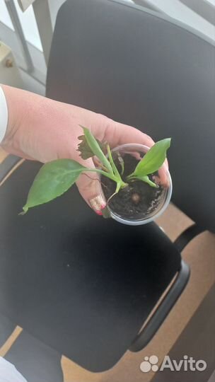 Спатифиллум