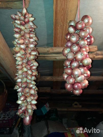 Лук семейный