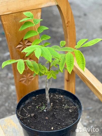 Виноград,Маньчжурский орех, Клен,Липа, Дуб, Сирень