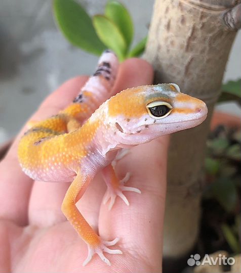 Гекконы эублефары