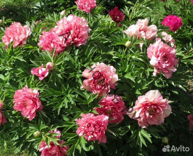 Пионы ито гибриды корни