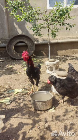 Бойцовые петух