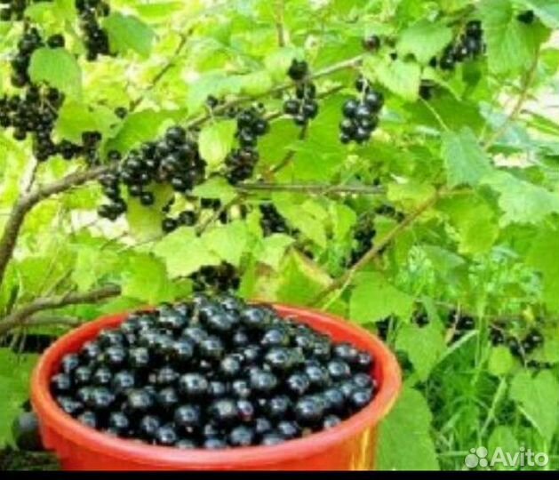 Саженцы чёрной смородины
