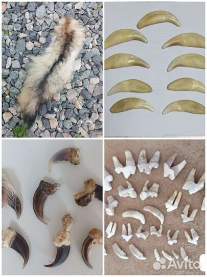 Хвост, когти, зубы, клыки