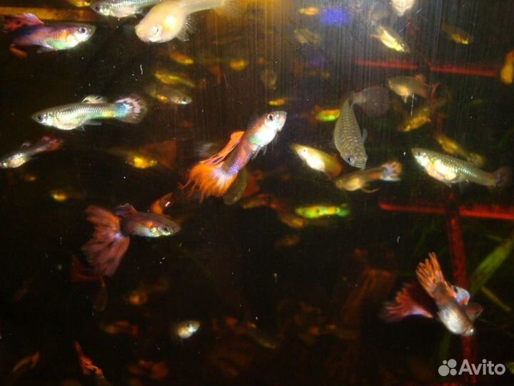 Аквариумные рыбки гуппи