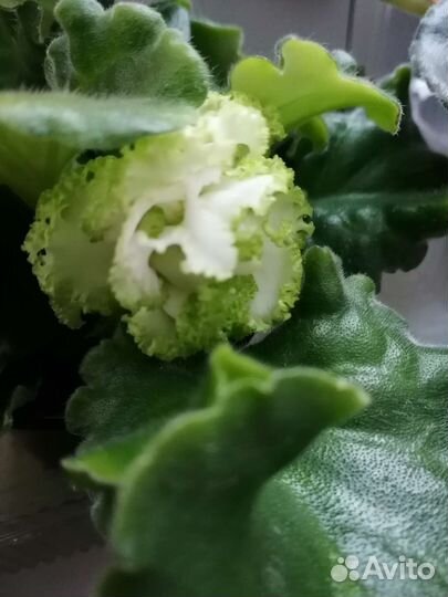 Фиалка домашняя