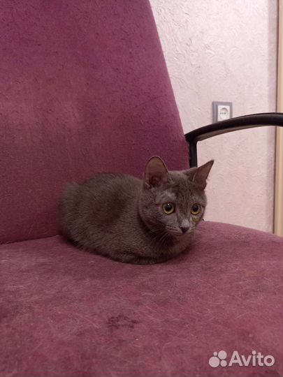 Кошки в добрые руки