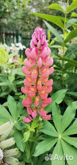 Многолетние цветы