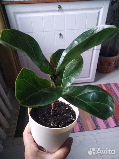 Фикус бамбино