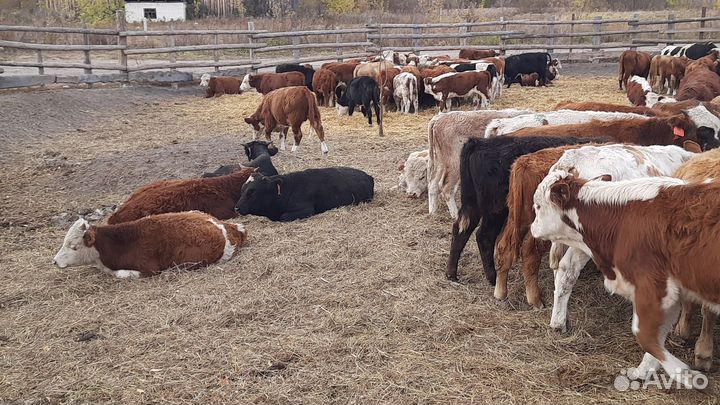 Сементалы герефорды