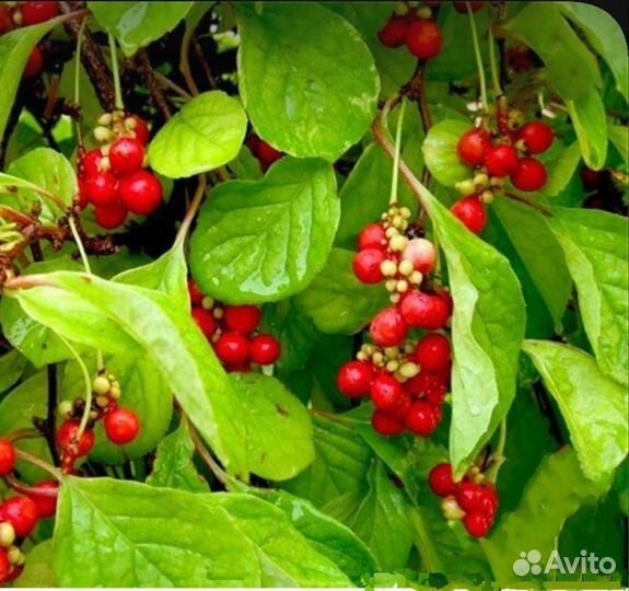 Саженцы китайского лимонника