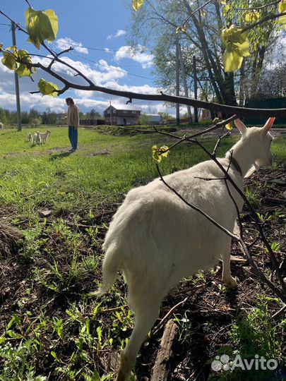 Коза + козлята