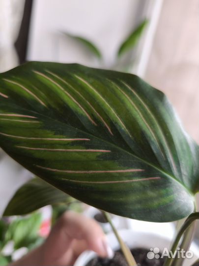 Калатея Пинстрайп