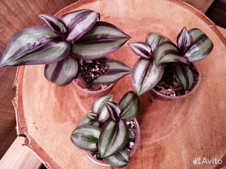 Комнатные растения / традесканция