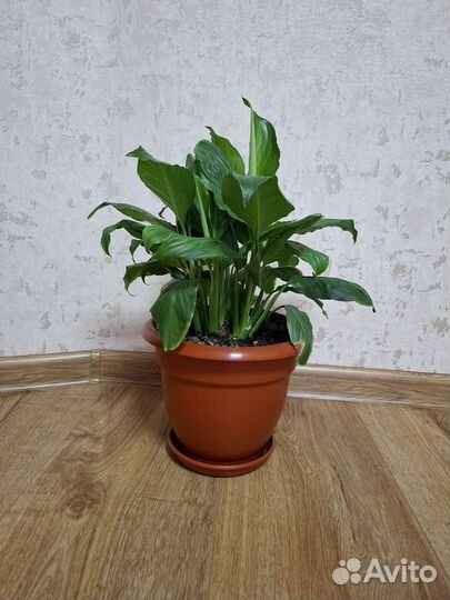 Спатифиллум