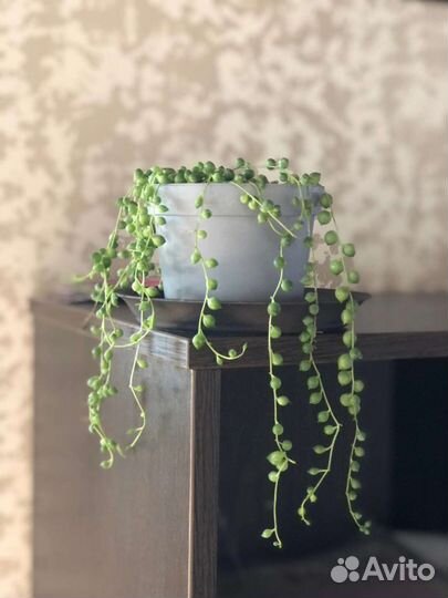 Крестовник Роули