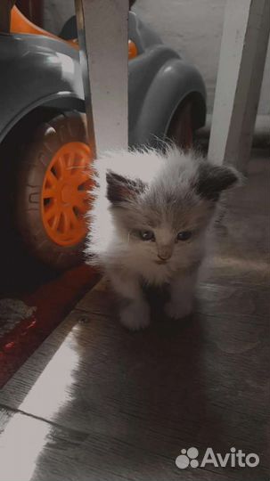 Котята в добрые руки 1 месяц