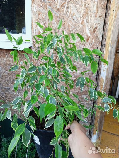 Фикус бенджамина пестролистный