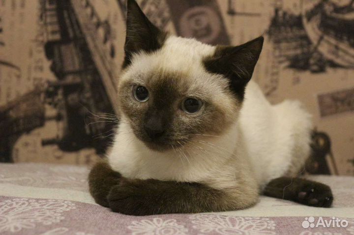 Великолепной красоты котёнок ищет дом