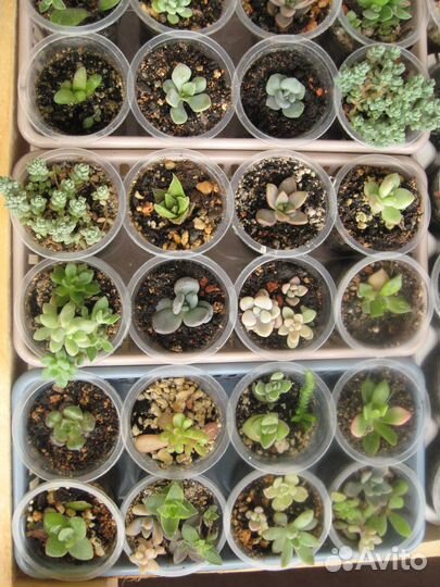 Суккуленты в правильном рыхлом грунте