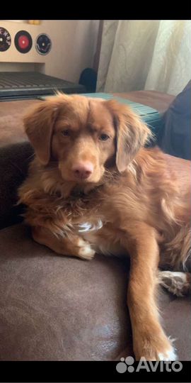 Передержка собак и выгул в районе Ховрино