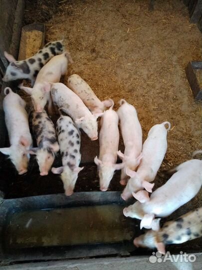 Поросята породы дюрок, ландрас