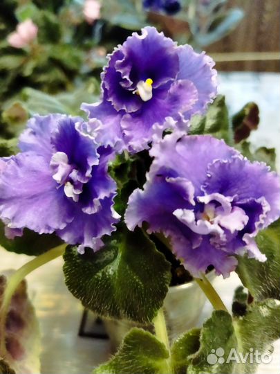 Фиалка, укоренённые листы