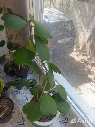 Хойя керри (hoya kerry)