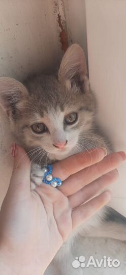 Отдам кошечку в добрые руки