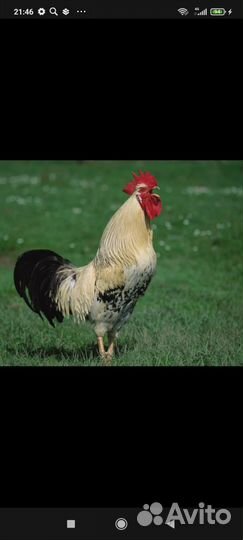 Петух