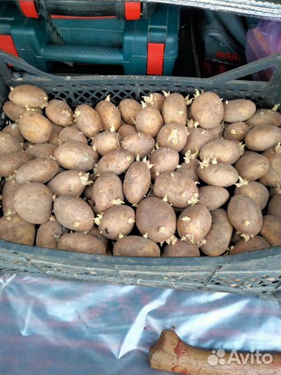 Семенной картофель