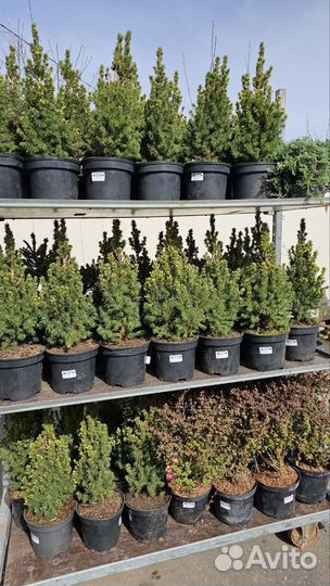 Растения в ассортименте (саженцы/цветы)