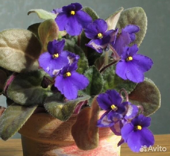 Фиалка фиолетовая