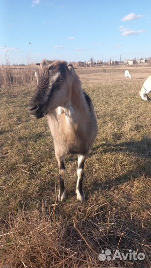 Продаются козлята