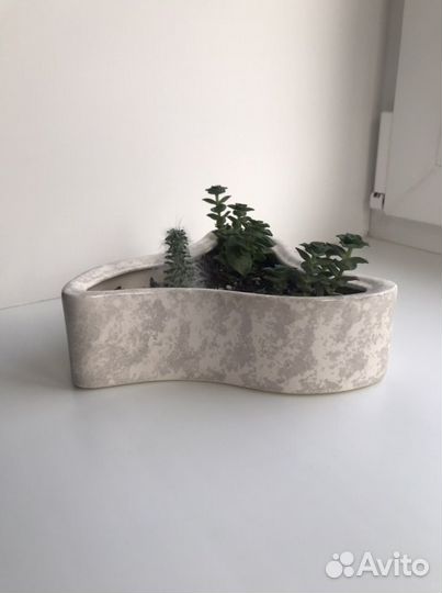 Кактусница