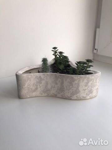 Кактусница