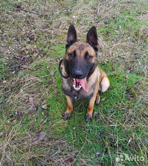 Кинолог, дрессировка собак, тренинг со щенками