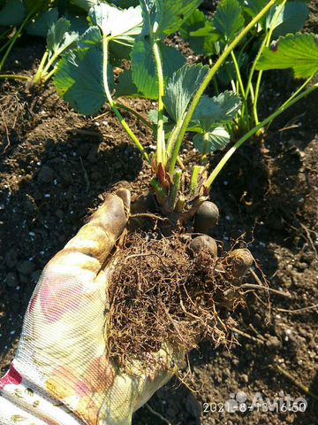 Саженцы и вы и каштана