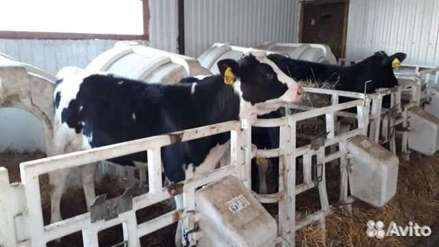 Бычки мясной породы