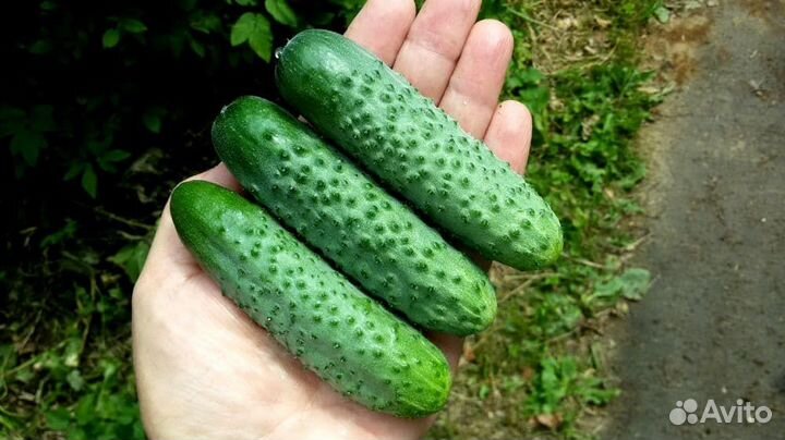 Семена ранних огурцов Маша f1, Зятёк f1