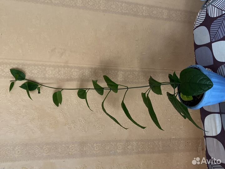 Клеродендрум томпсон