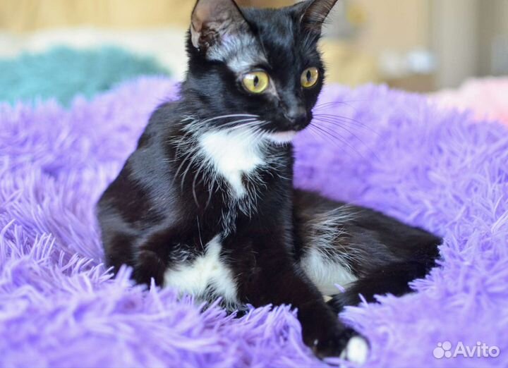 Кошечка в добрые руки