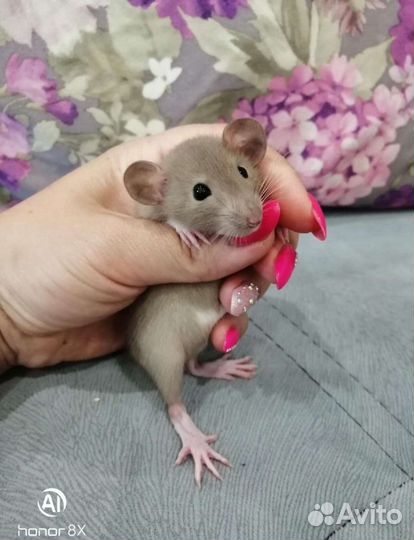 Крыска крысята дамбо редкие окрасы