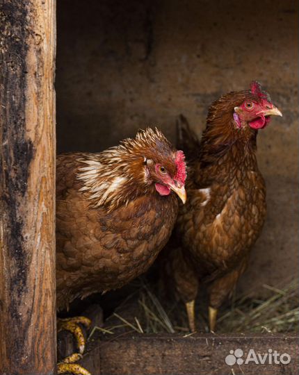 Куры молодки несушки Ломан Браун