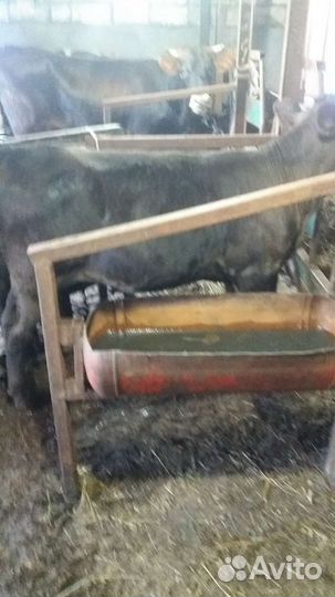 Телочка 5 месяцев на племя