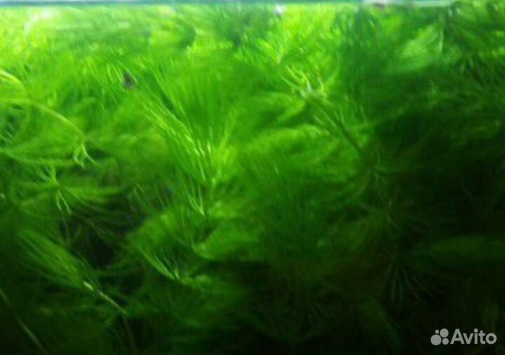 Аквариумное растение Роголистник