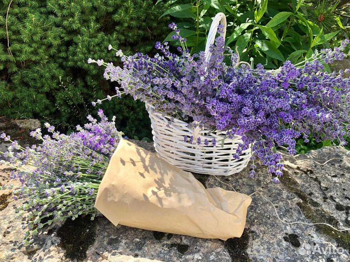 Букет свежесрезанной лаванды
